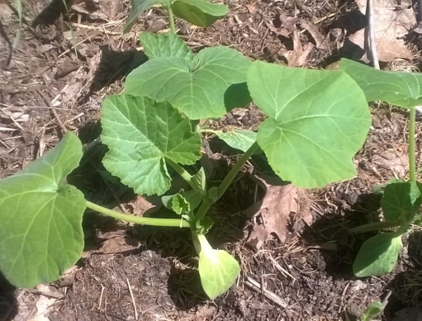 small butternut squash used 6-14-18